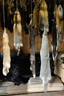 Pelze in Fort St. James